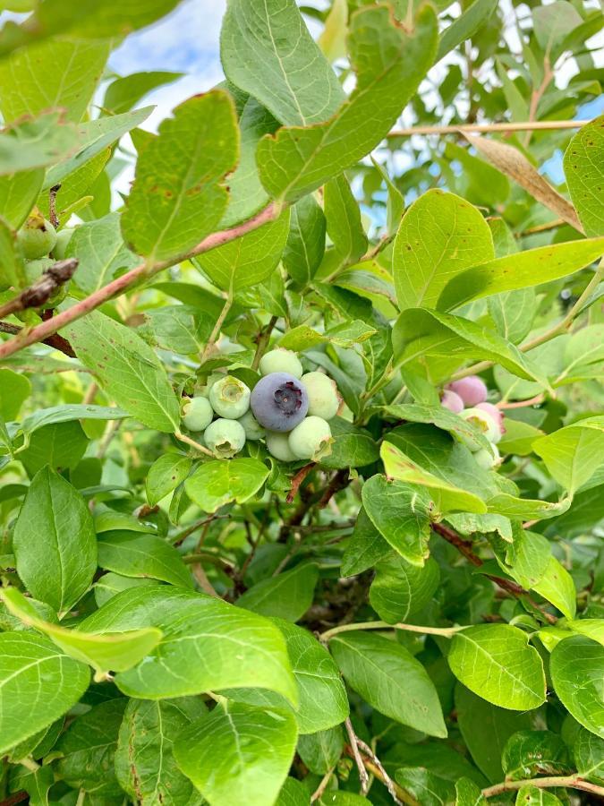 Blueberryhouse音威子府村 Otoineppu エクステリア 写真